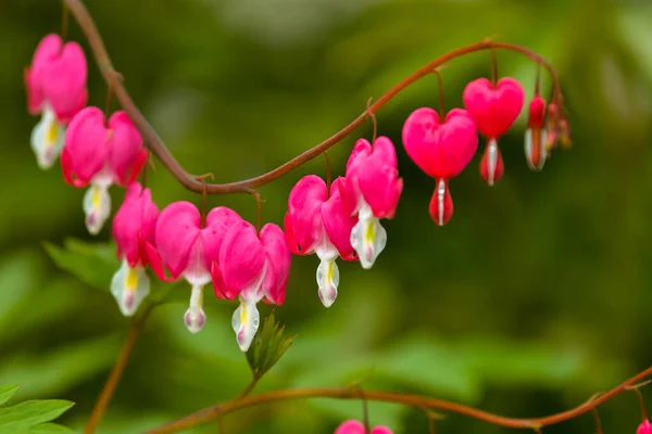 Röda Blödande Hjärta Blommor Blommar Våren Perenn Trädgård — Stockfoto