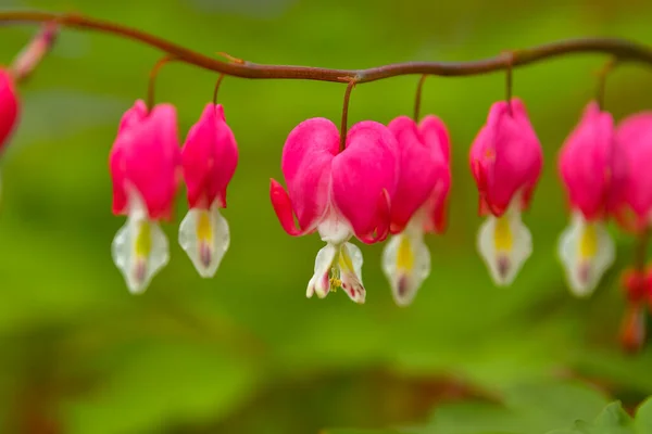 Röda Blödande Hjärta Blommor Blommar Våren Perenn Trädgård — Stockfoto