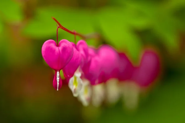 Flores Rojas Del Corazón Sangrantes Florecen Jardín Perenne Primavera — Foto de Stock