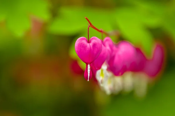 Red bleeding heart flowers bloom in the spring perennial garden.