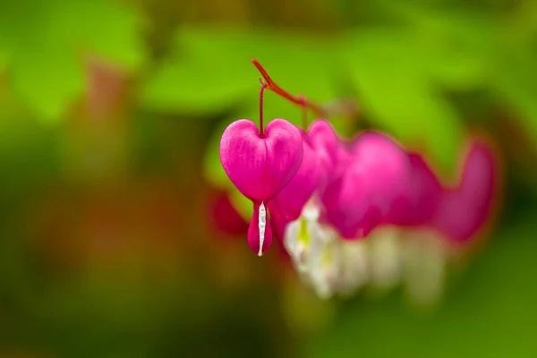 Red bleeding heart flowers bloom in the spring perennial garden.