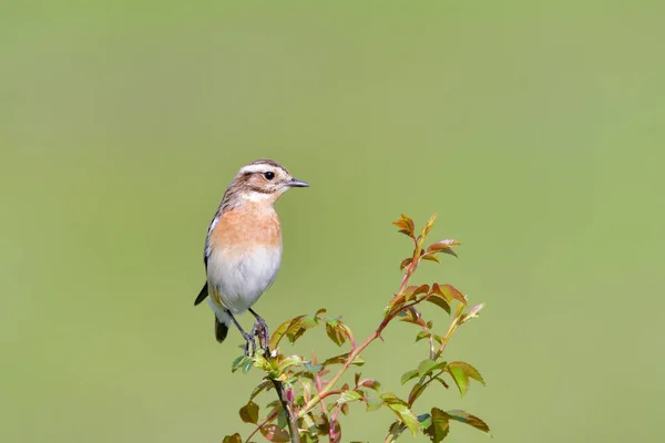 Pássaro Shrike Apoiado Pelo Vermelho Lanius Collurio — Fotografia de Stock