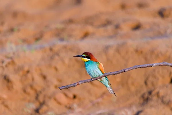 Apicoltore Europeo Merops Apiaster Sul Ramo — Foto Stock