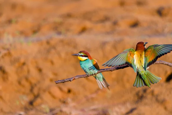 Apicoltore Europeo Merops Apiaster Sul Ramo — Foto Stock