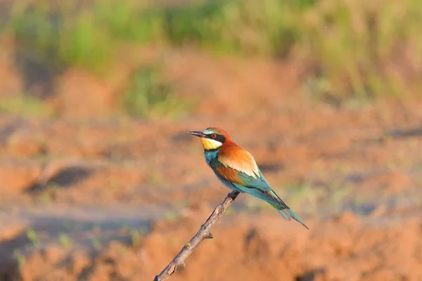 Apicoltore Europeo Merops Apiaster Sul Ramo — Foto Stock