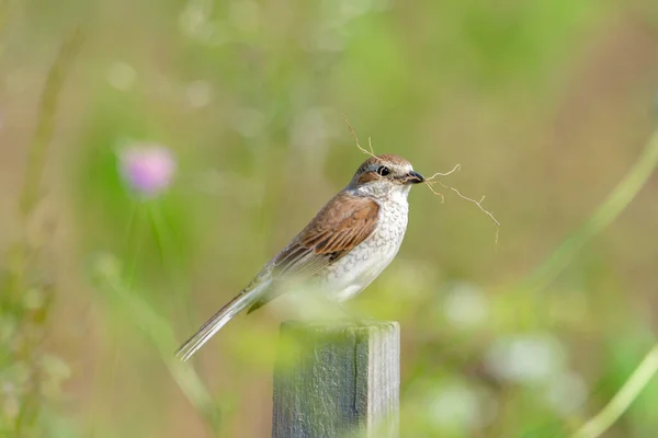 Pássaro Shrike Apoiado Pelo Vermelho Lanius Collurio — Fotografia de Stock