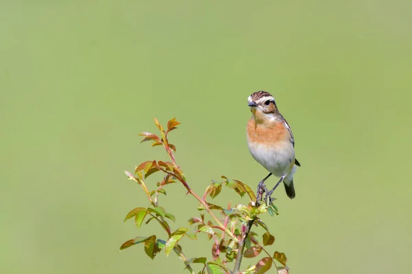 Pássaro Shrike Apoiado Pelo Vermelho Lanius Collurio — Fotografia de Stock