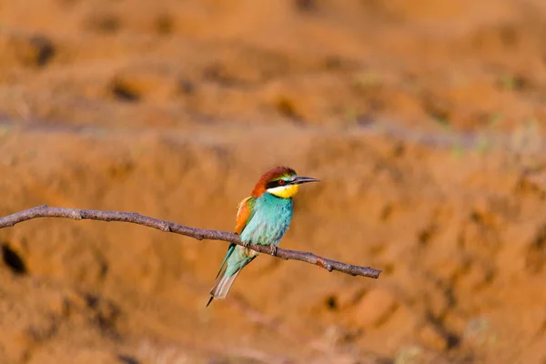 Apicoltore Europeo Merops Apiaster Sul Ramo — Foto Stock