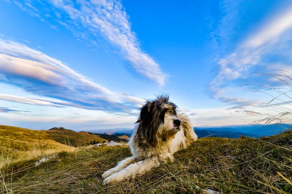 Får Hund Morgonen Bakgrundsbelysning — Stockfoto