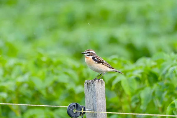 Oiseau Pie Grièche Dos Rouge Lanius Collurio — Photo