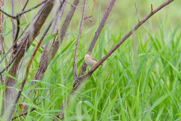 Warbler Habitat Alami Fotografi Kehidupan Liar — Stok Foto