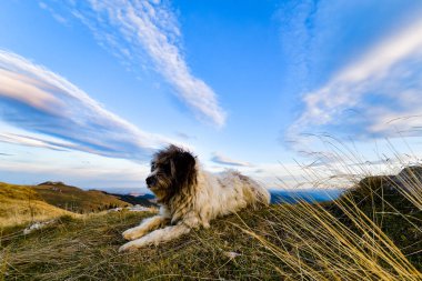 Sabah karanlığında çoban köpeği