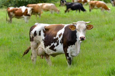 İnekler yeşil alanda