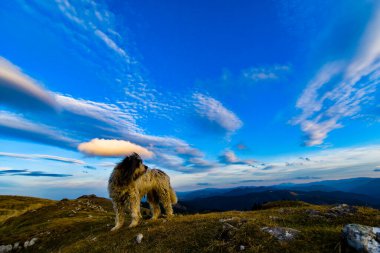 Sabah karanlığında çoban köpeği