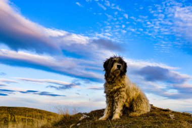 Sabah karanlığında çoban köpeği