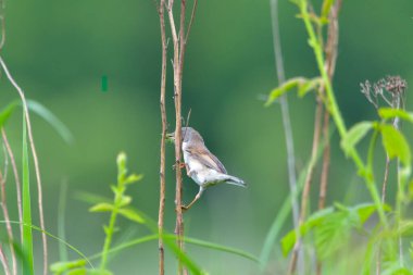 Kuş - Kırmızı Sırtlı Shrike (Lanius Collurio)