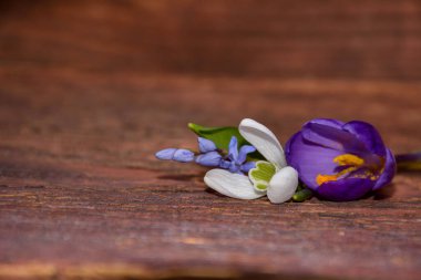 Yıpranmış odunda bahar çiçekleri