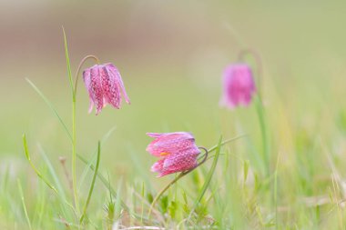 Çayırda nesli tükenmekte olan vahşi bir satranç çiçeği. Sevimli Yılan Başlı Lily bahar akşamında. Sığ alan derinliğine sahip makro