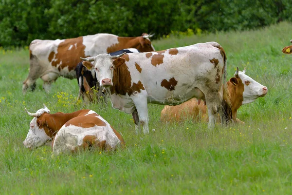 Mucche Sul Campo Verde — Foto Stock