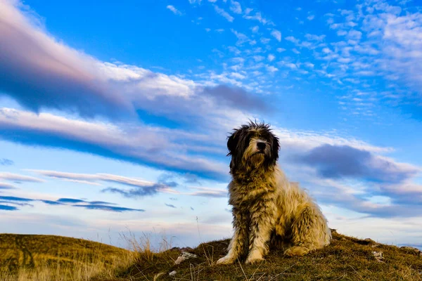 Schapen Hond Ochtend Achtergrondverlichting — Stockfoto