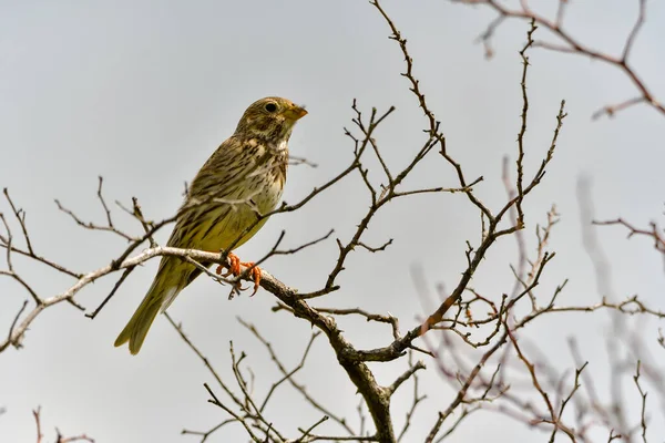 Kukoricacsutka Emberiza Calandra Élőhelyén Lévő Ágon Pihen — Stock Fotó