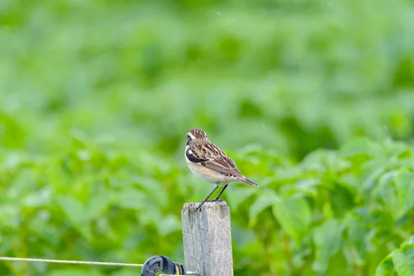 Fågel Rödryggad Strejk Lanius Collurio — Stockfoto