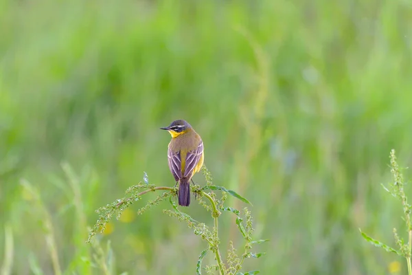 Pássaro Amarelo Wagtail Motacilla Flava Macho Tempo Primavera — Fotografia de Stock