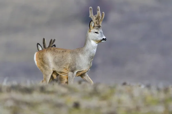 Wild Roe Deer Field — Stock Photo, Image