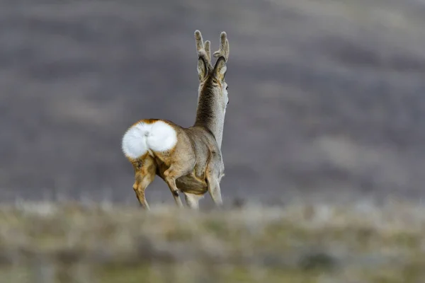 Rehe Auf Einem Feld — Stockfoto