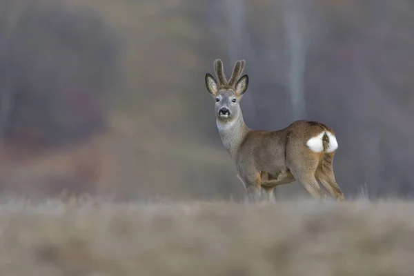 Wild Roe Deer Field — Stock Photo, Image