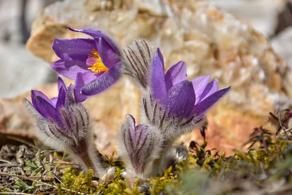 Photo Pasqueflower Européen Latin Pulsatilla Pratensis Subsp Bohemika Fleurs Fleur — Photo