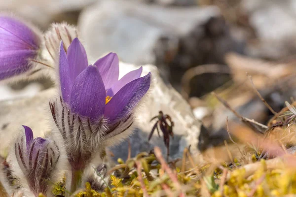 Picture of european pasqueflower, in latin Pulsatilla pratensis subsp. bohemika in bloom. Very rare and protected sprig flower in czech republic, growing on meadows. One of the first spring flowers