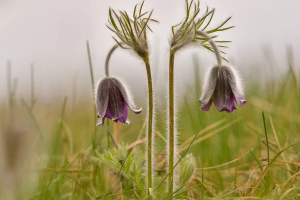 Imagem Pasqueflower Europeu Latim Pulsatilla Pratensis Subsp Bohemika Flor Flor — Fotografia de Stock