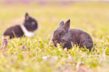 Paskalya tavşanı yeşil çimlerde oturuyor.. 