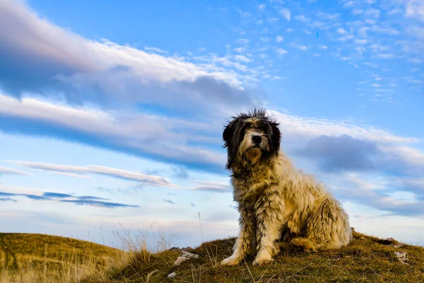 Chien Mouton Matin Contre Jour — Photo