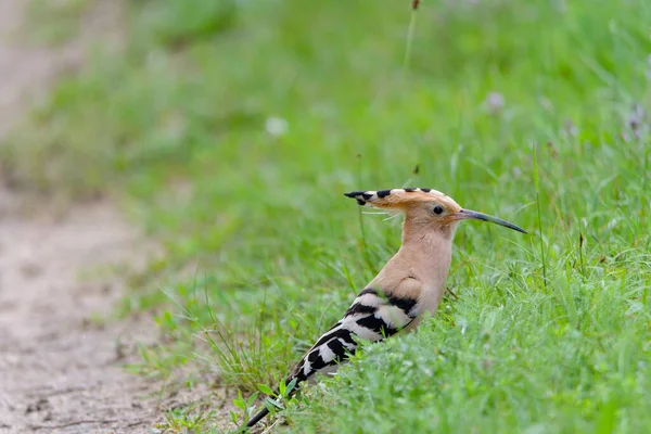 Burung Bagus Dengan Puncak Hoopoe Upupa Epops — Stok Foto