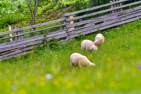 Moutons Dans Une Prairie Sur Herbe Verte — Photo