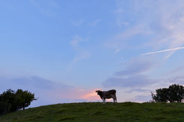 Atemberaubende Natur Mit Nebliger Landschaft Dorf Holbav Karpaten Siebenbürgen Rumänien — Stockfoto