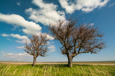Büyük ve küçük ağaçlar