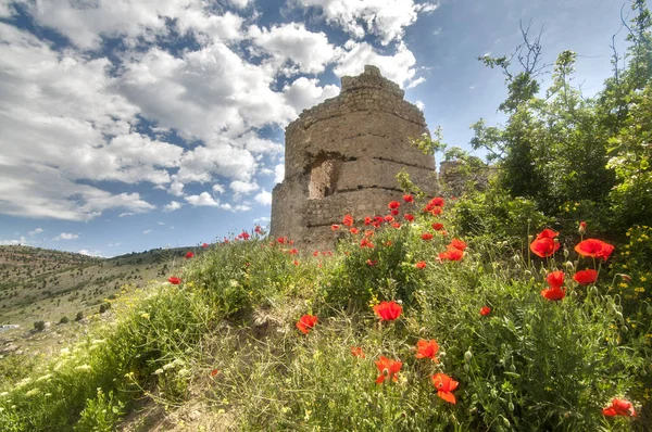 haşhaş çiçekleri