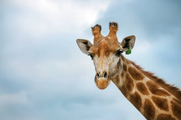 Head of Giraffe — Stock Photo, Image