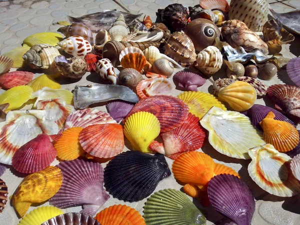 De kleurrijke shells — Stockfoto