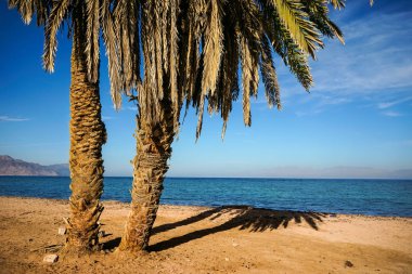 Kızıldeniz Sahili.