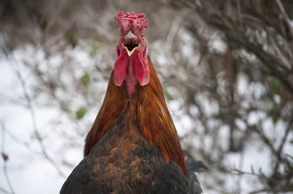 Kırmızı horoz ötüyor