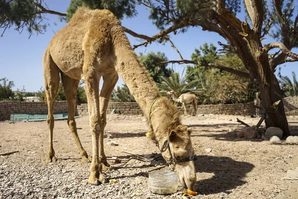 The Egyptian dromedary — Stock Photo, Image