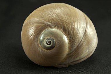 Doğanın sarmal tasarım.