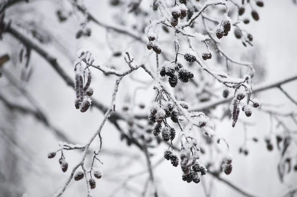 Den vinter trädet — Stockfoto