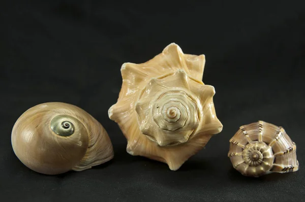 Doğanın sarmal tasarım.