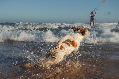 Safkan Jack Russel Terrier köpeği sahilde dalgalarda oynuyor.