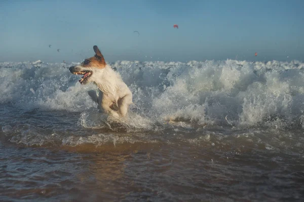 Purebred Jack Russel Terrier Cane Che Gioca Tra Onde Spiaggia — Foto Stock